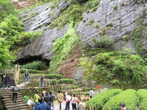 Da Hong Pao bushes alongside people visiting at "the dragon's nest" in Wuyishan