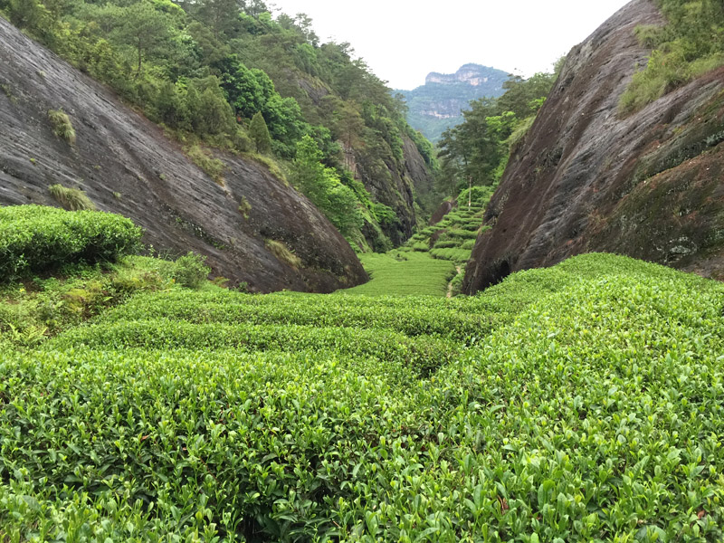 Tea bushes at Wuyishan National Park